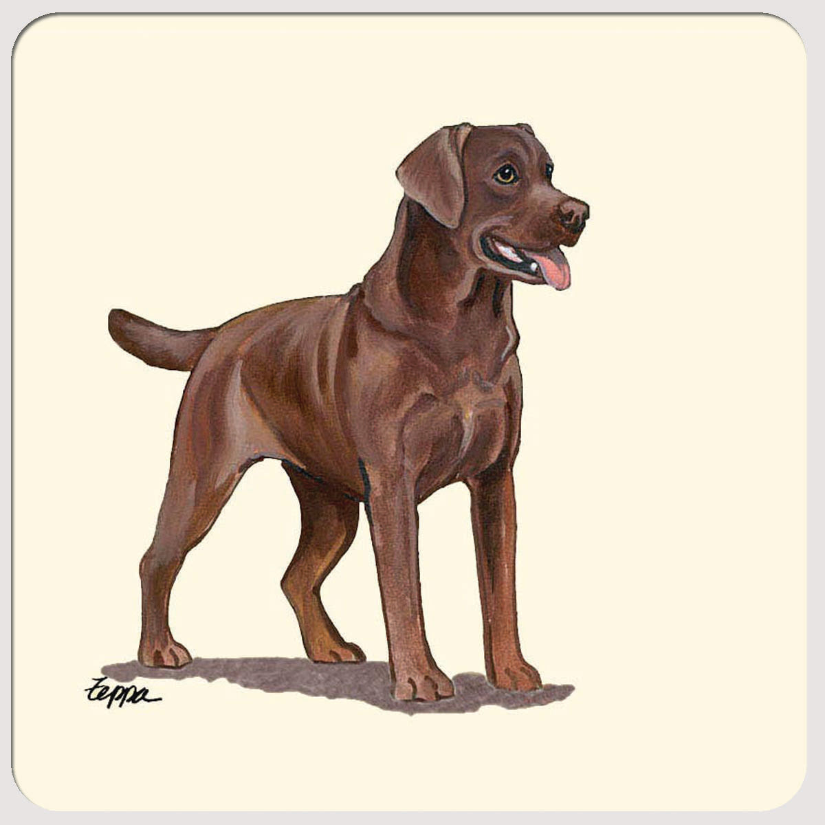 Labrador Retriever, Chocolate Beverage Coasters