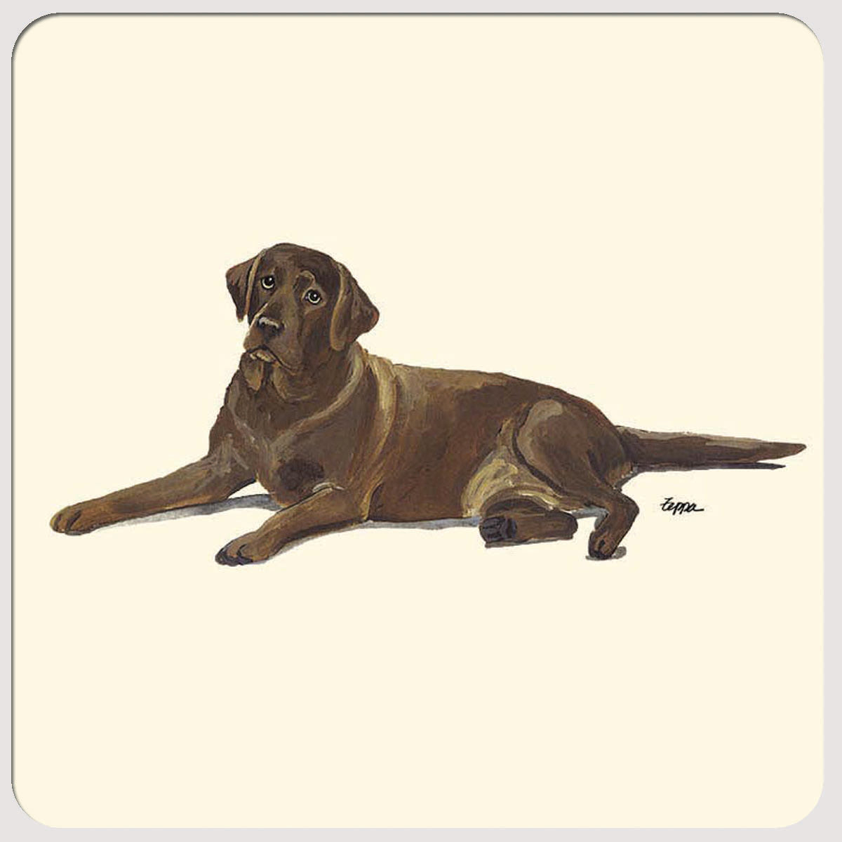 Labrador Retriever, Chocolate Beverage Coasters