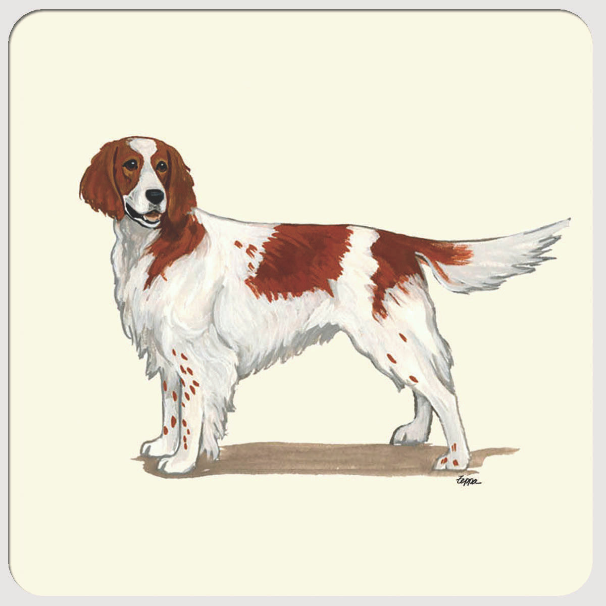 Irish Red & White Setter Beverage Coasters