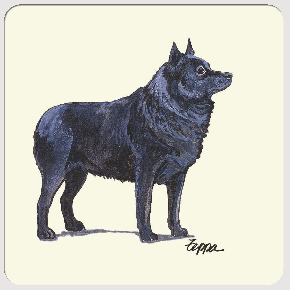 Schipperke Beverage Coasters