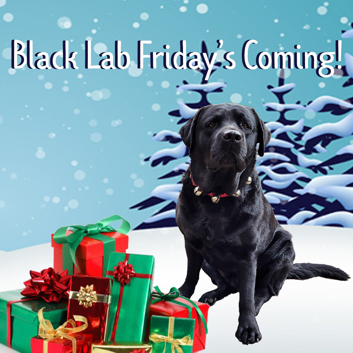 Black lab friday sale november 29