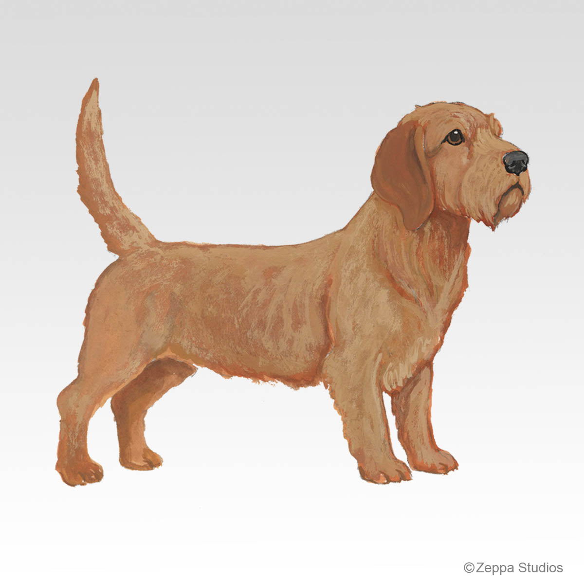 Basset Fauve de Bretagne gift collection