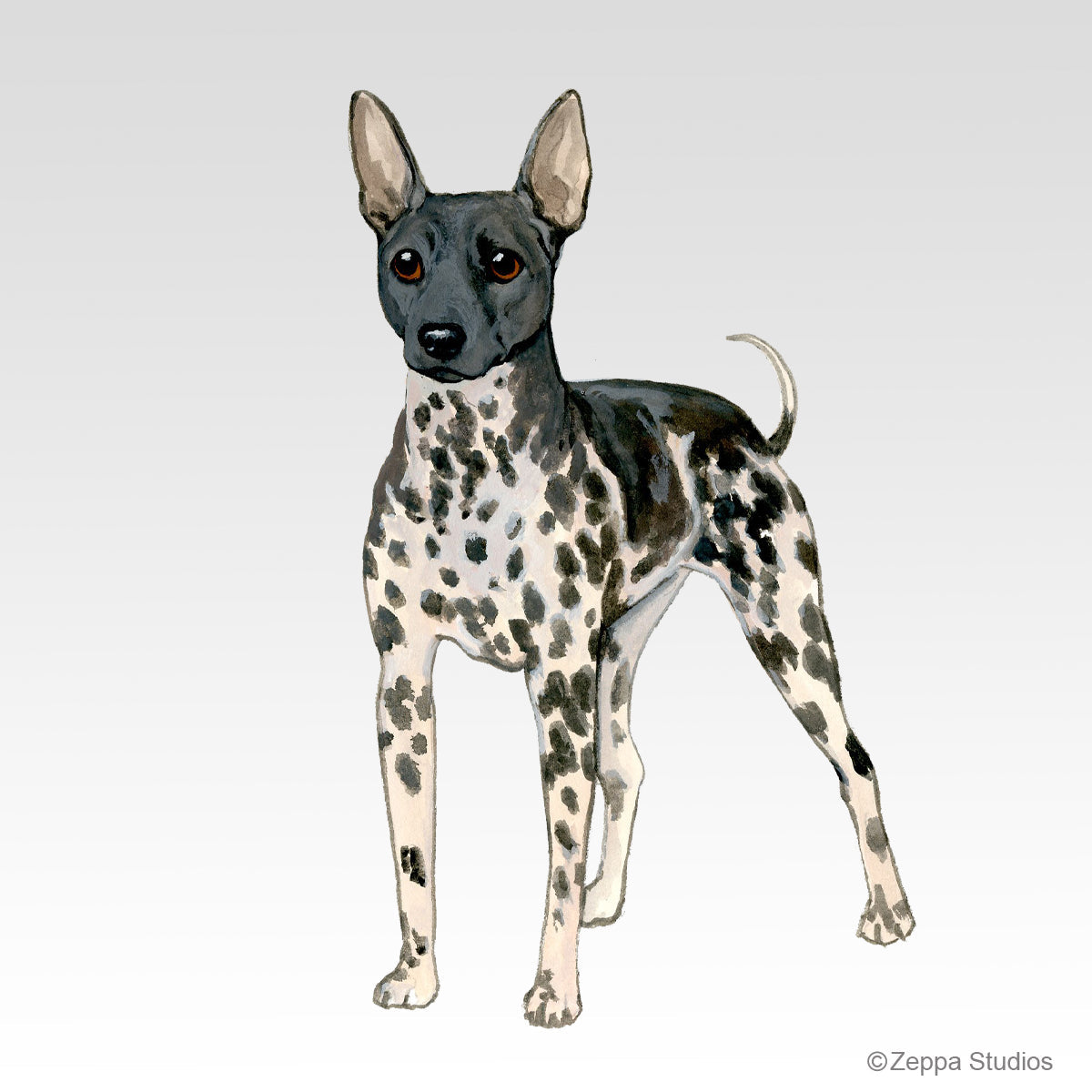 American Hairless Terrier Collection