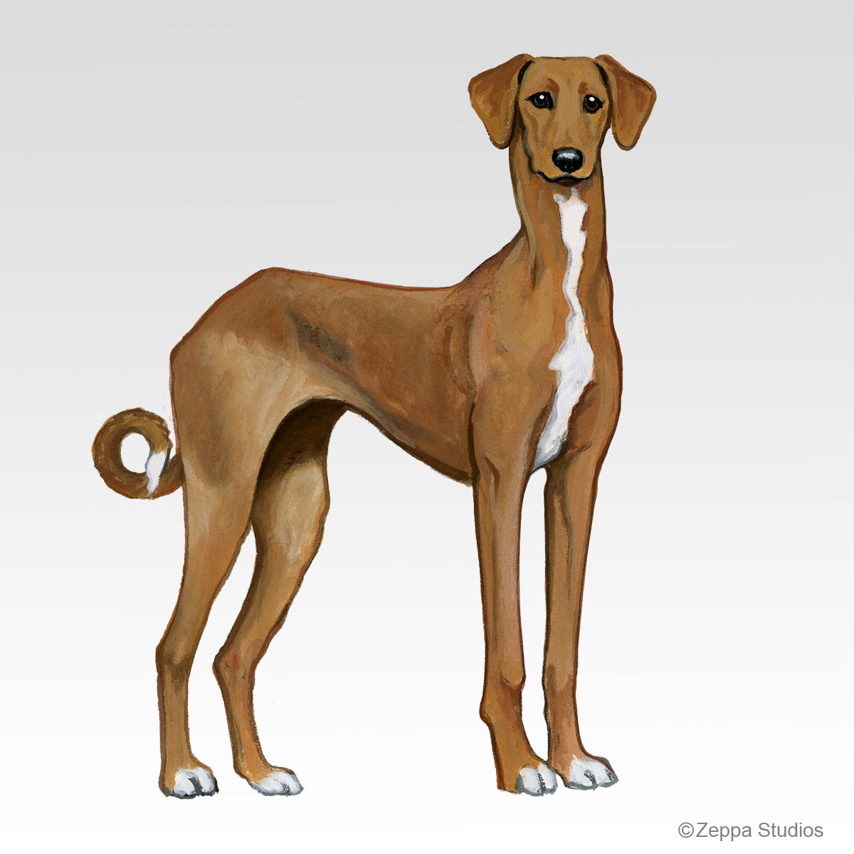 The Azawakh, an elegant sight hound breed from West Africa.
