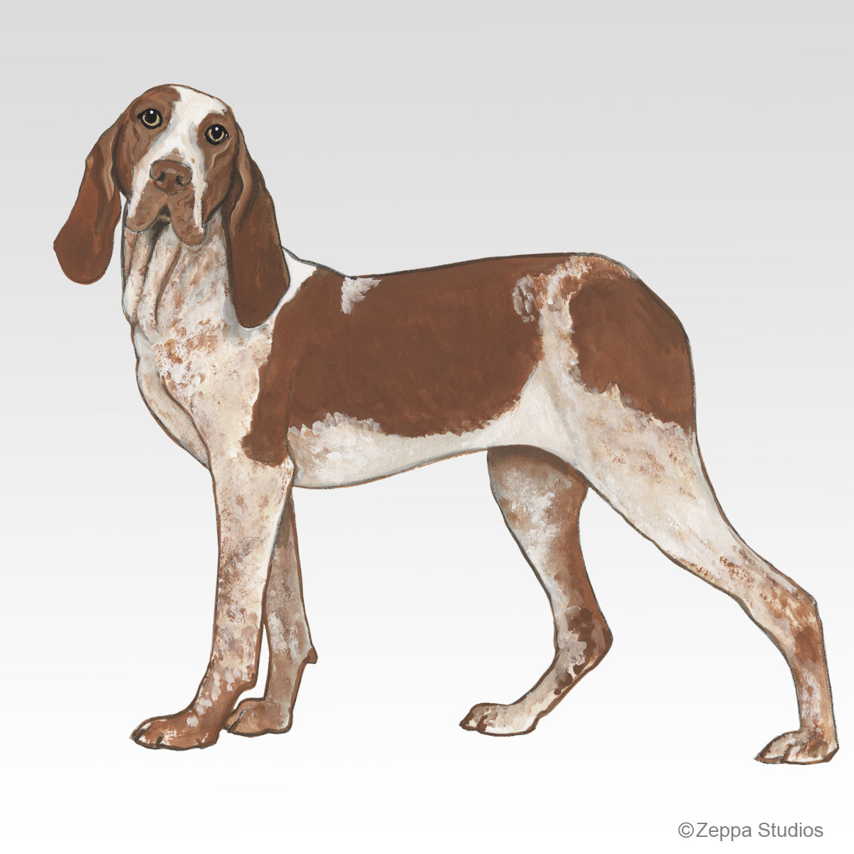 Bracco Italiano Gift Collection