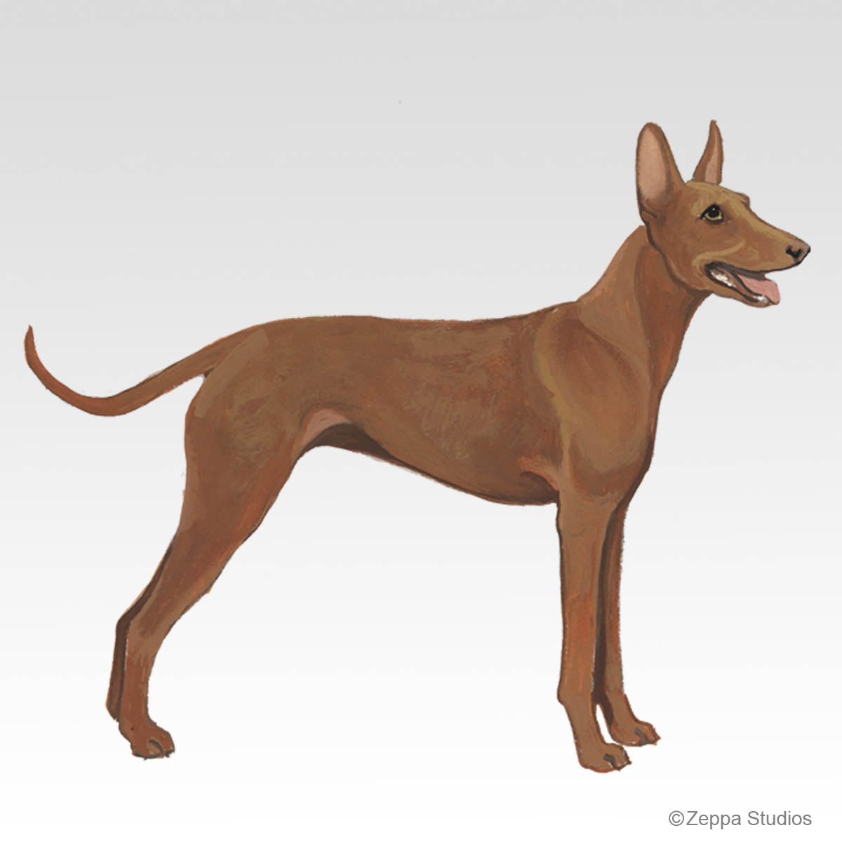 Cirneco dell'Etna Gift Collection