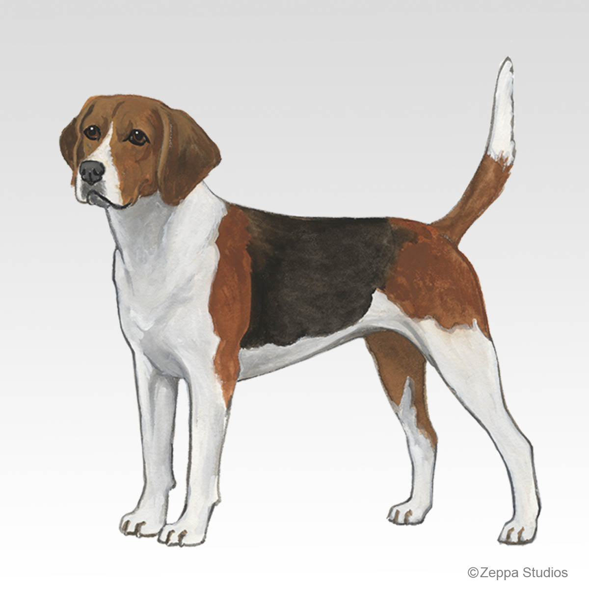 Harrier Gift Collection