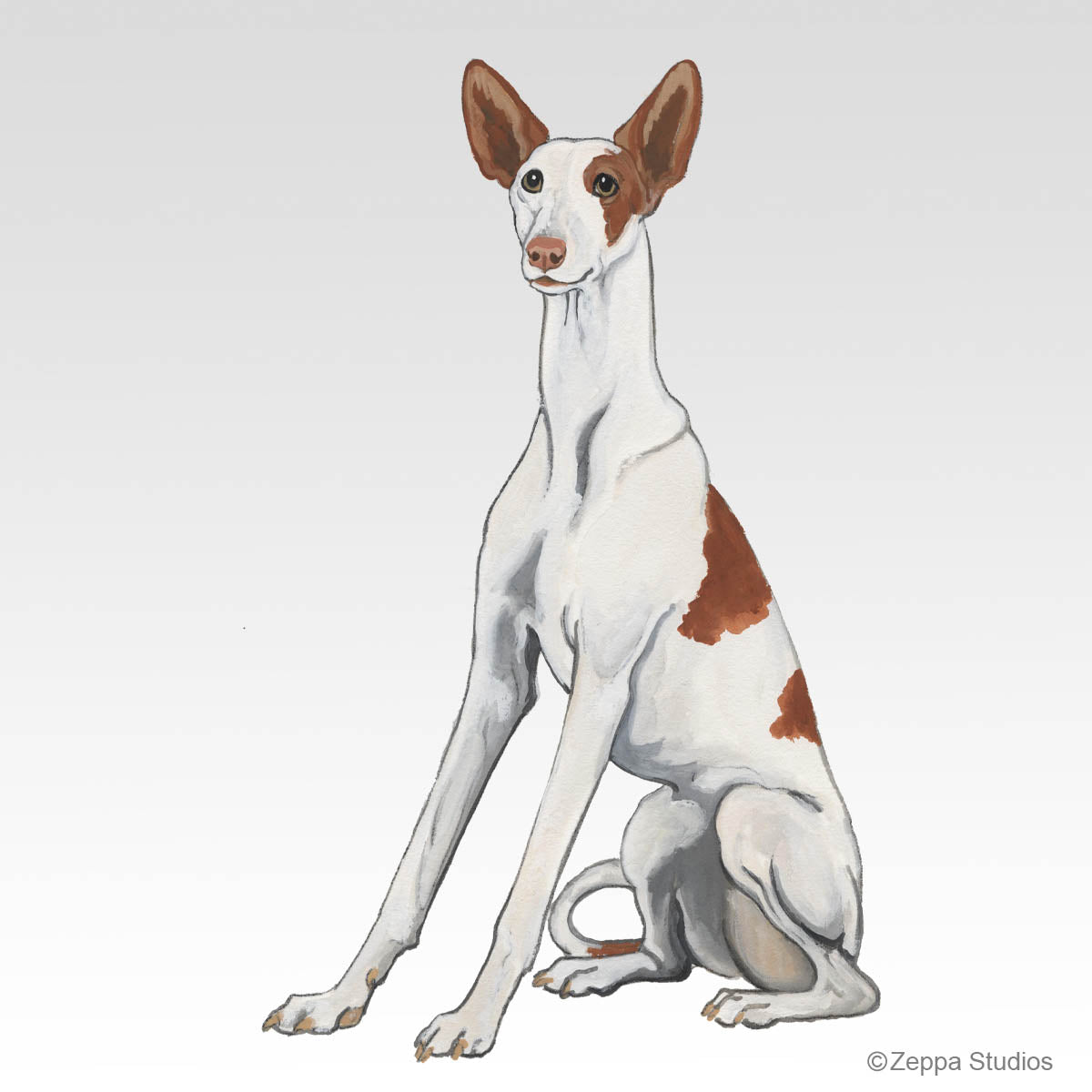 Ibizan Hound Gift Collection