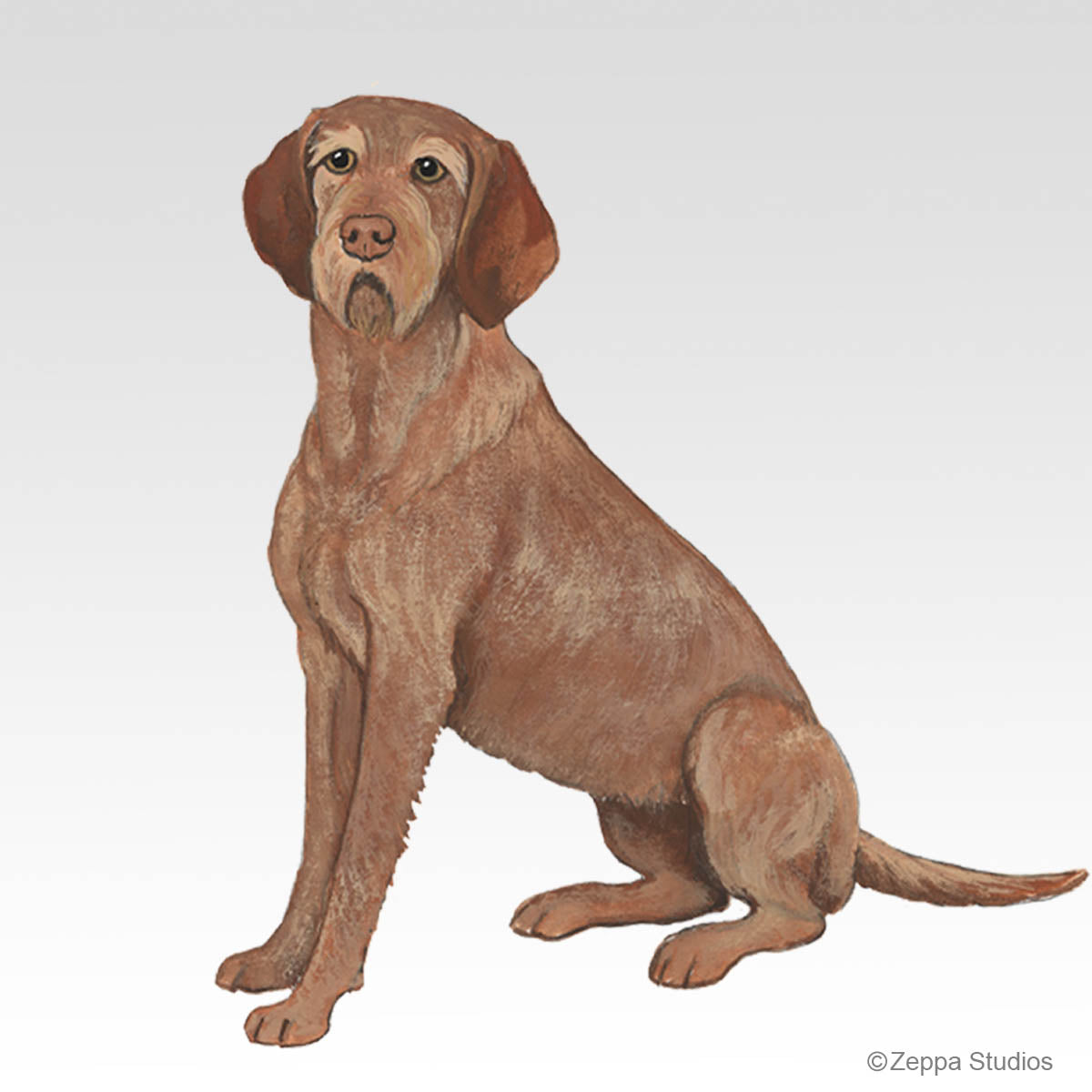 Wirehaired Vizsla Gift Collection