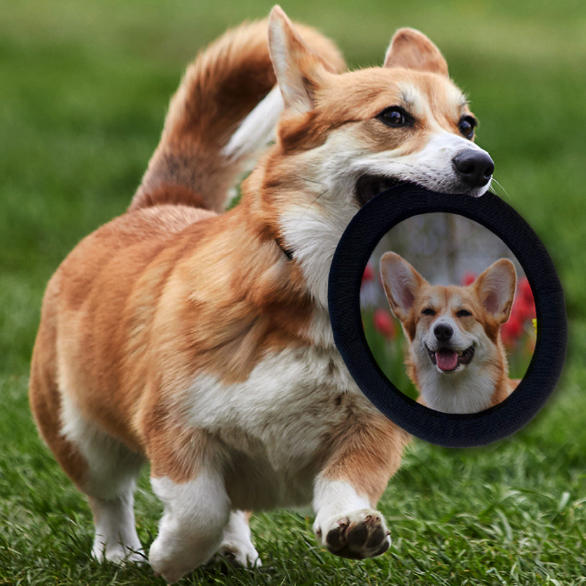 Welsh Corgi playing with a FotoFrisby