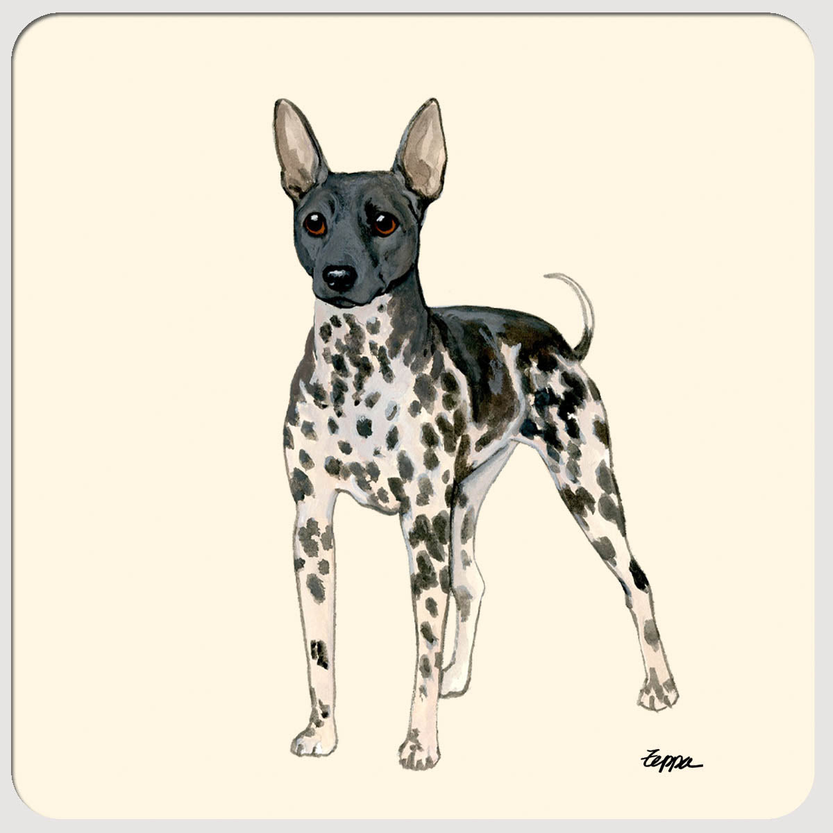 American Hairless Terrier Beverage Coasters