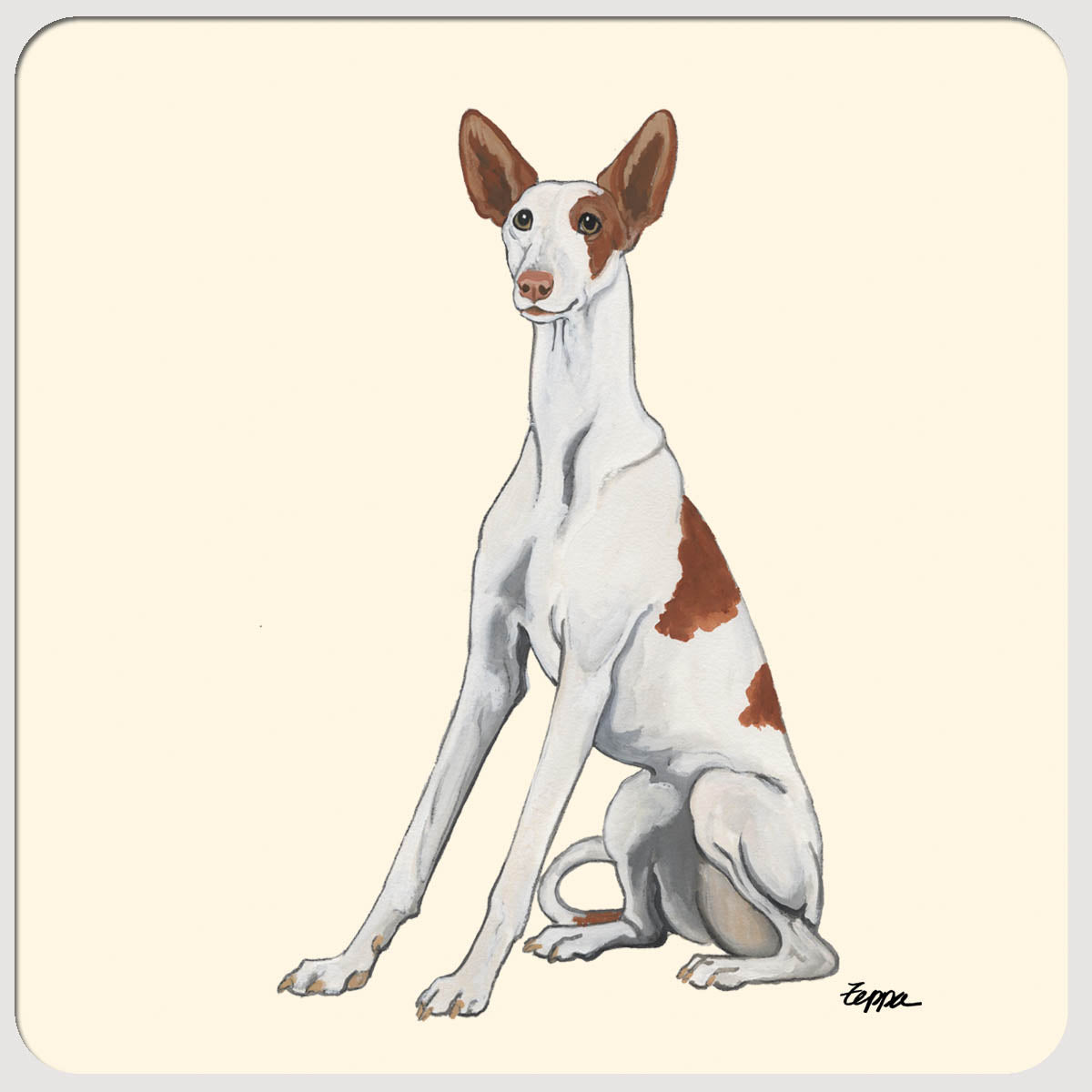 Ibizan Hound Beverage Coasters